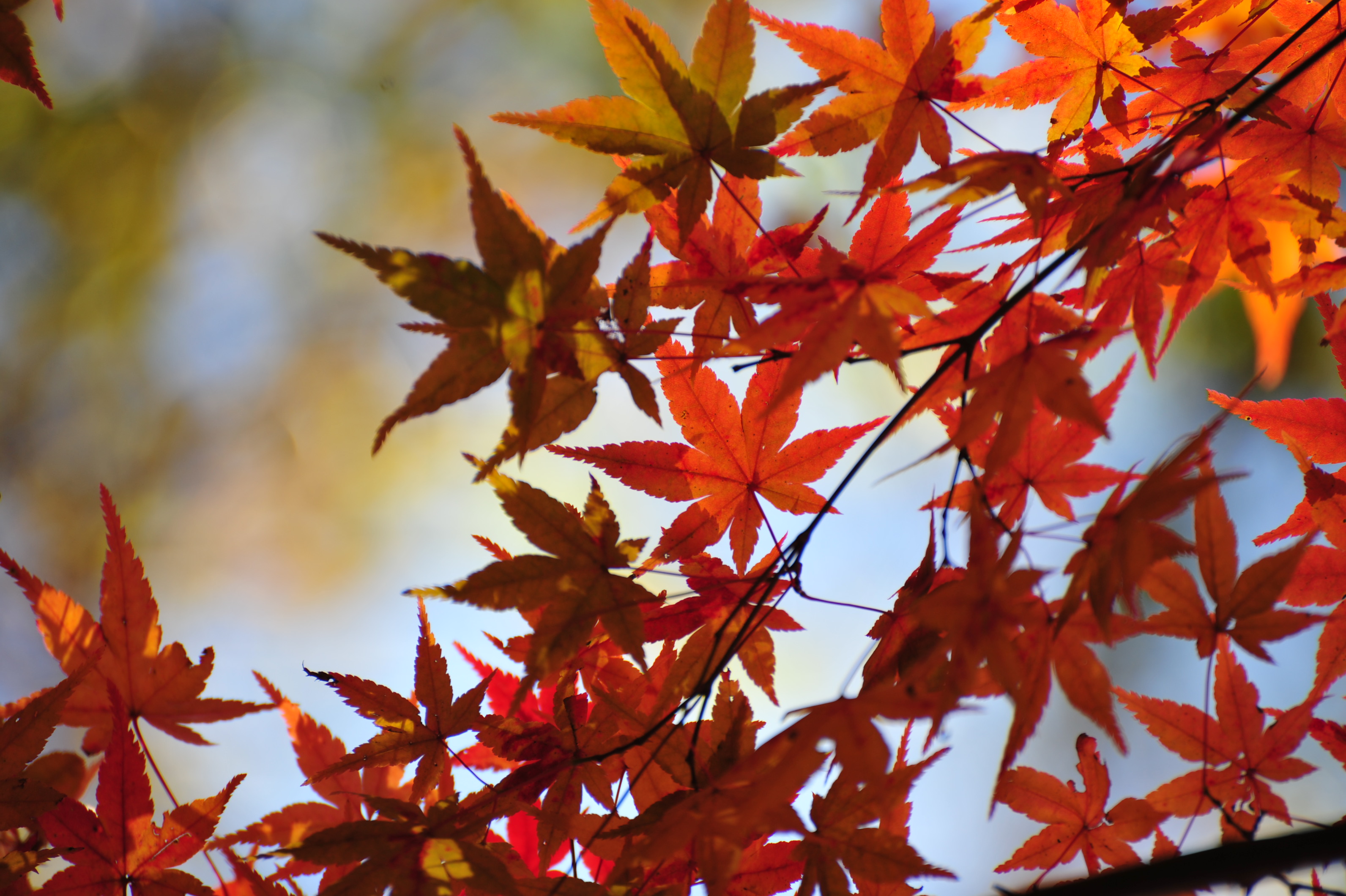 紅葉を撮影した写真
