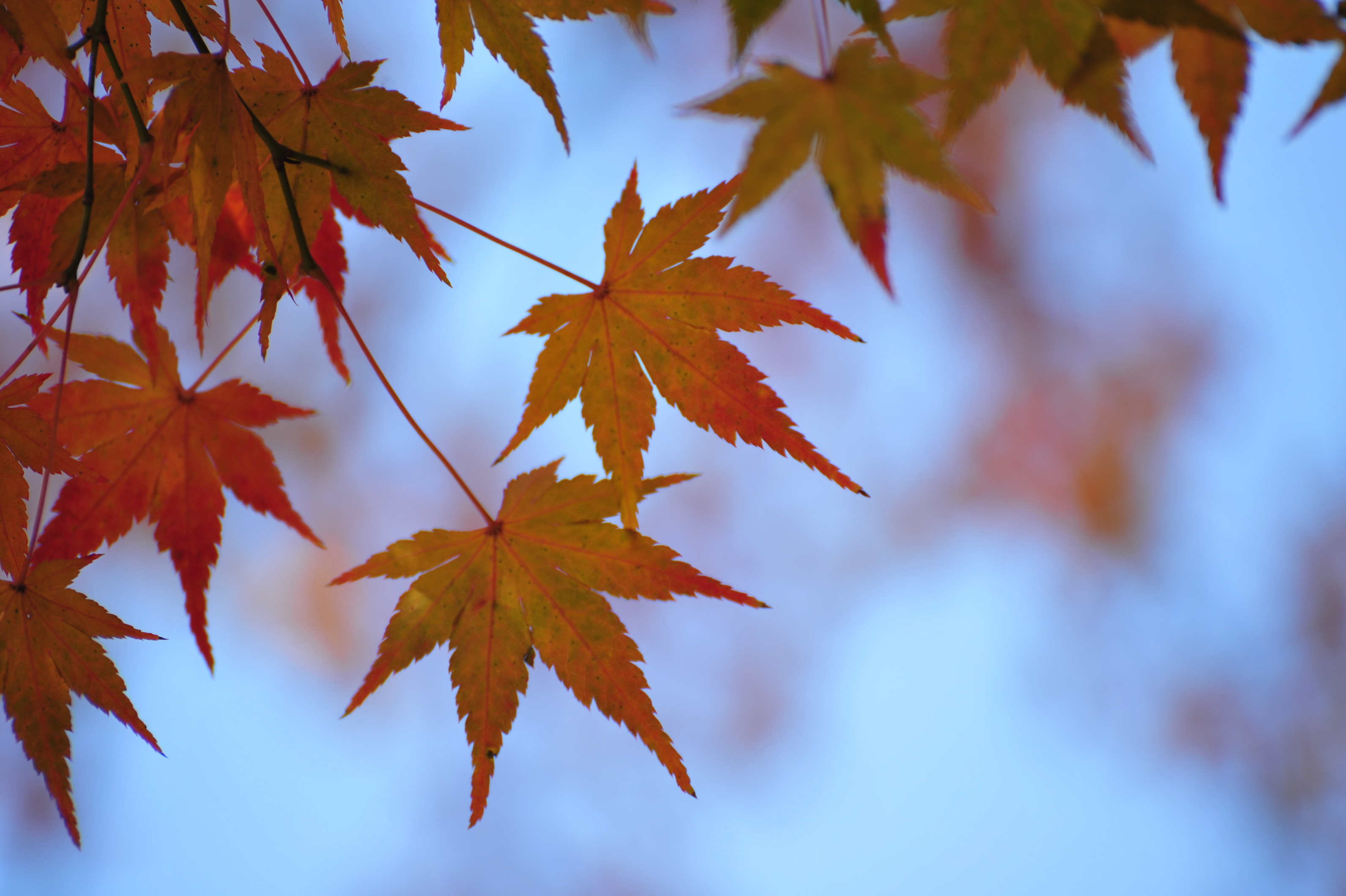 紅葉を撮影した写真