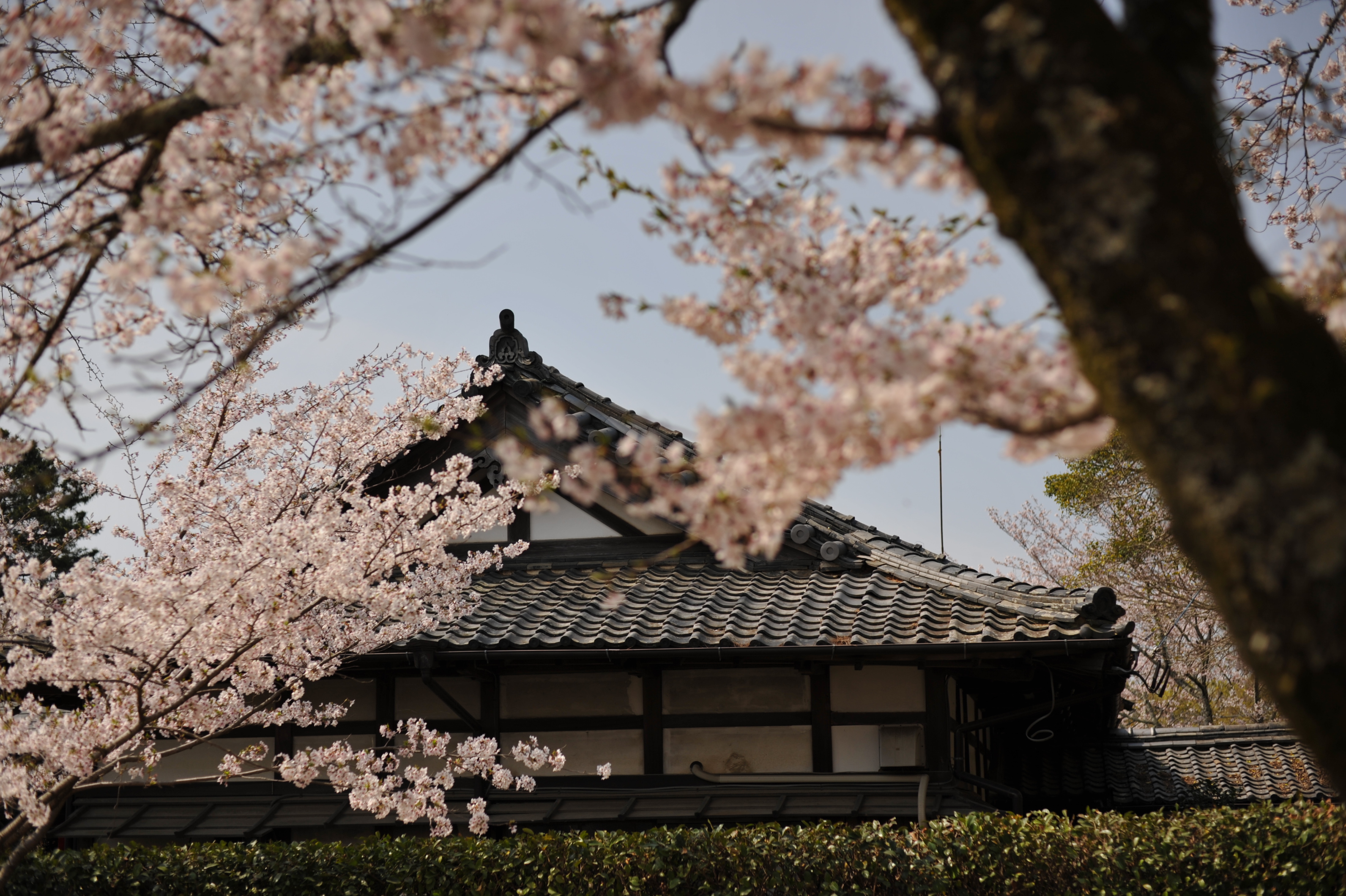 桜を撮影した写真
