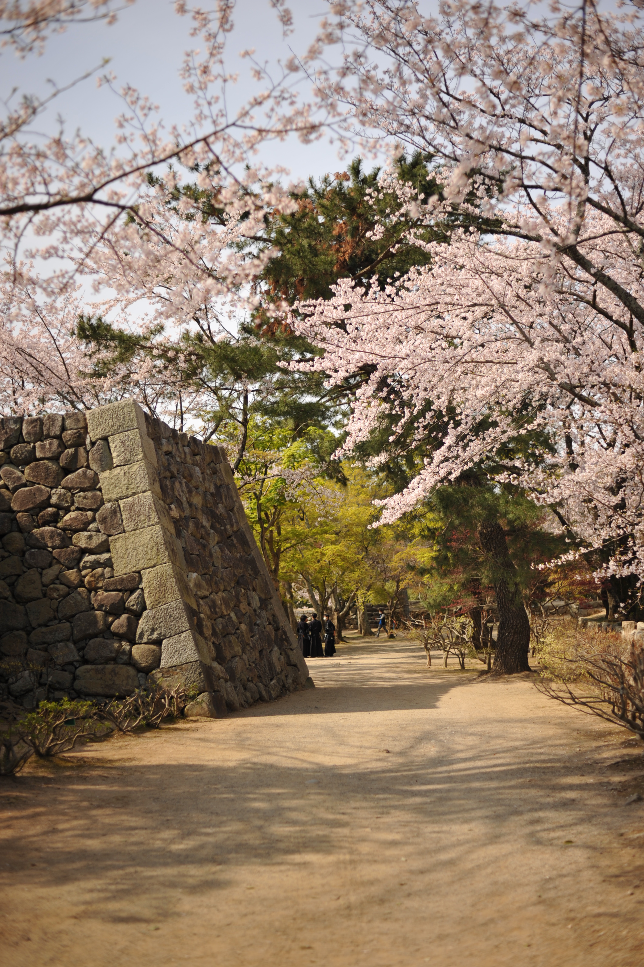 桜を撮影した写真
