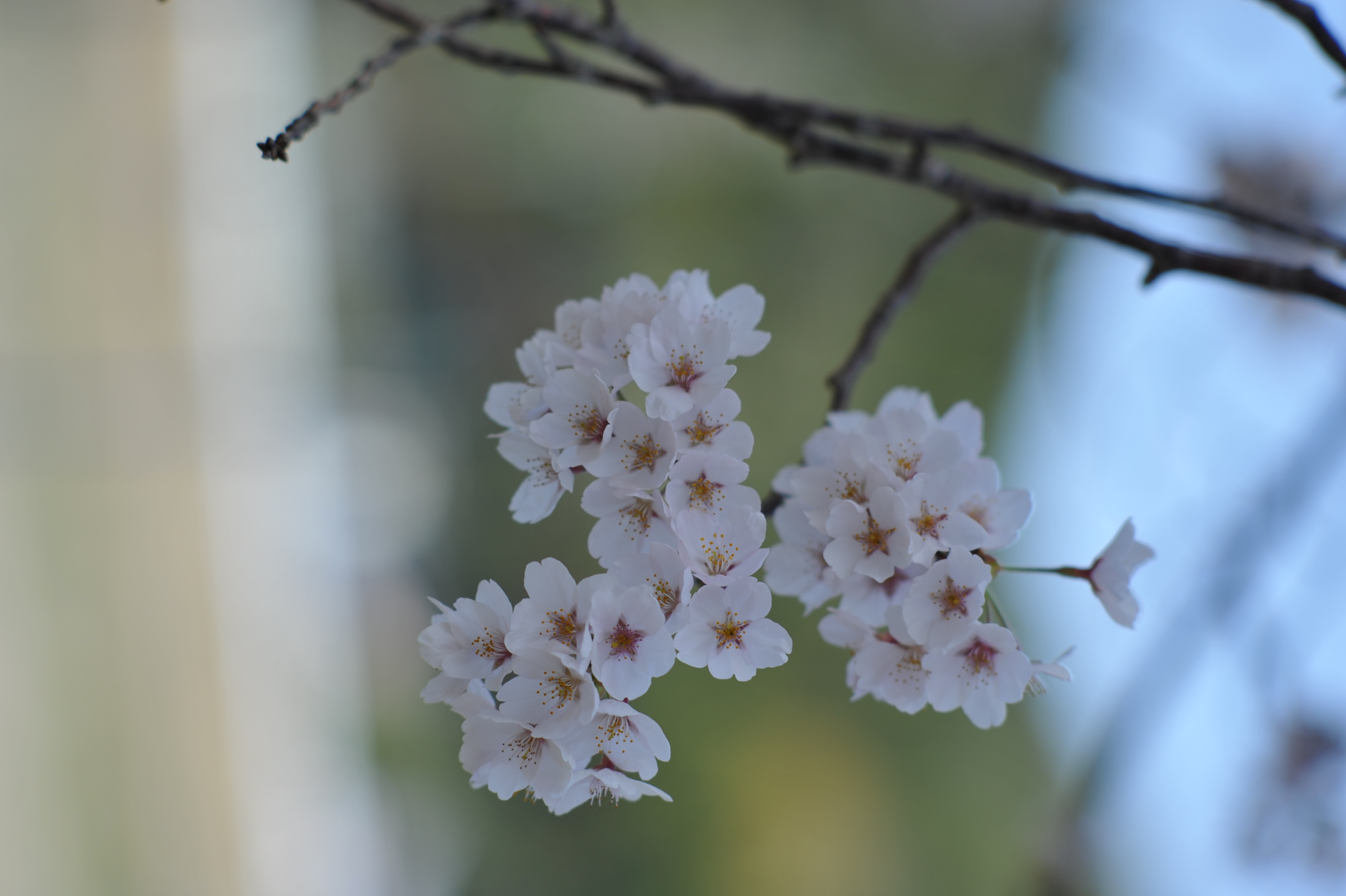 桜を撮影した写真
