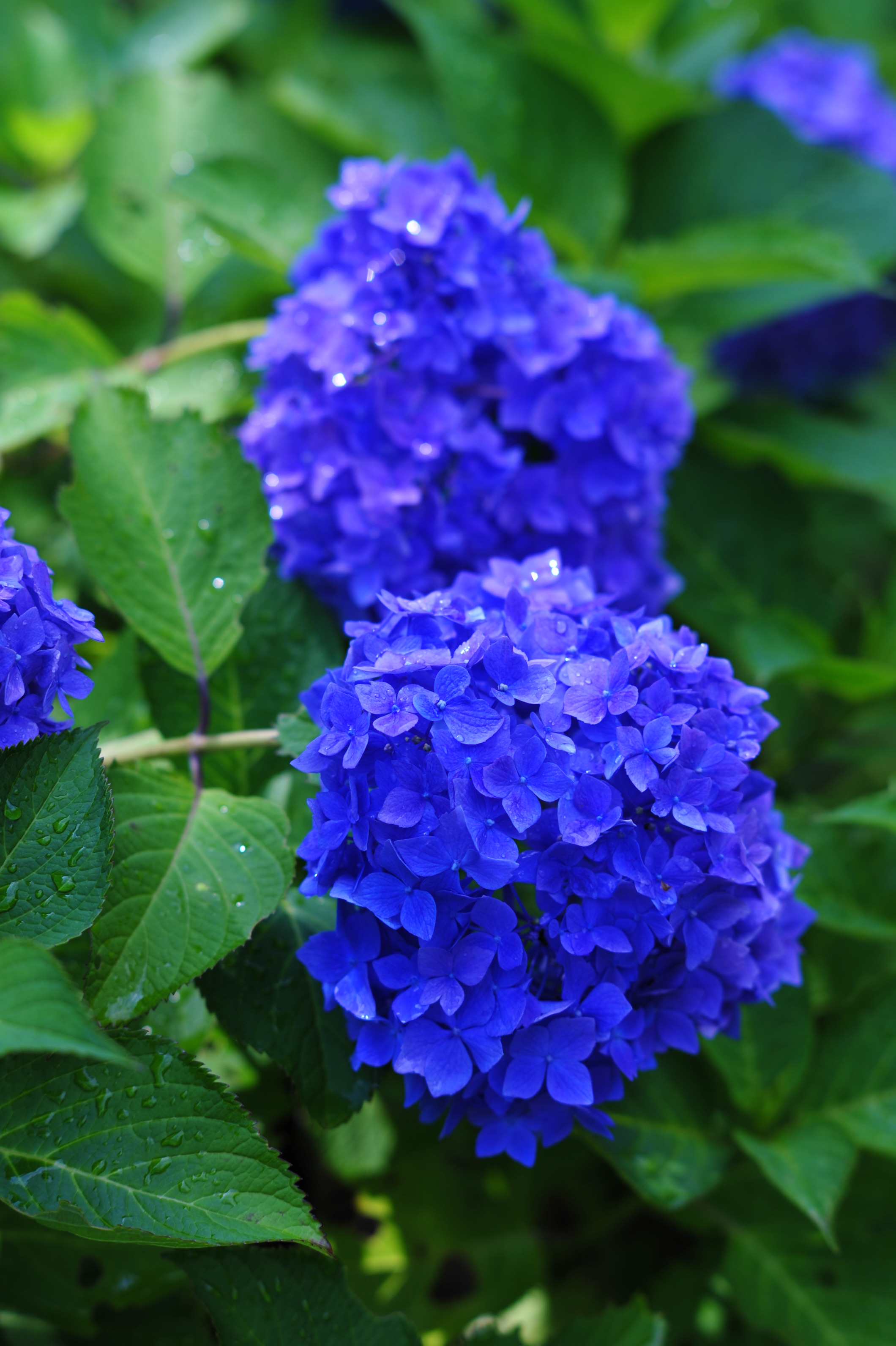 紫陽花を撮影した写真