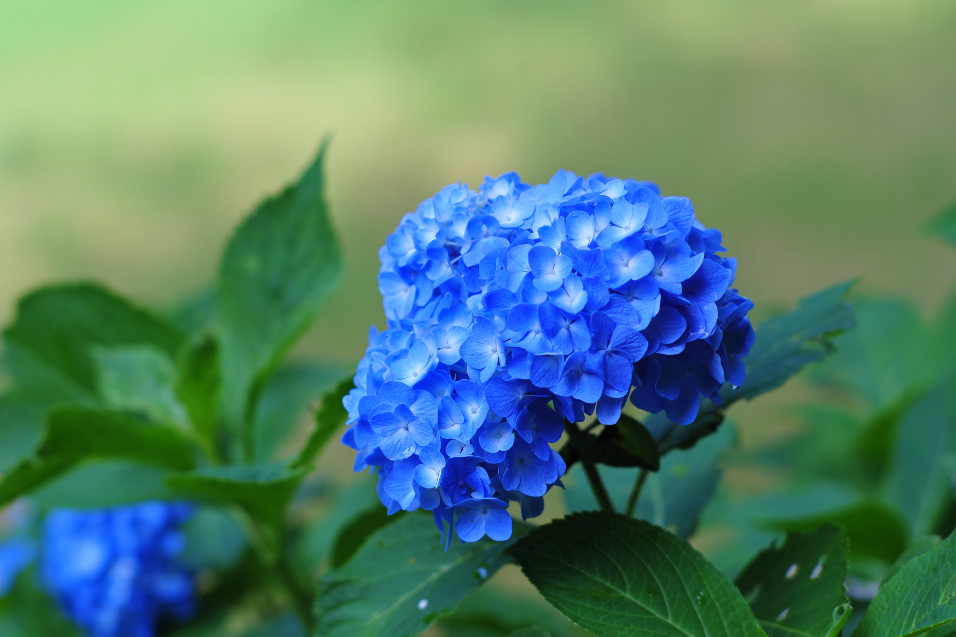 紫陽花を撮影した写真