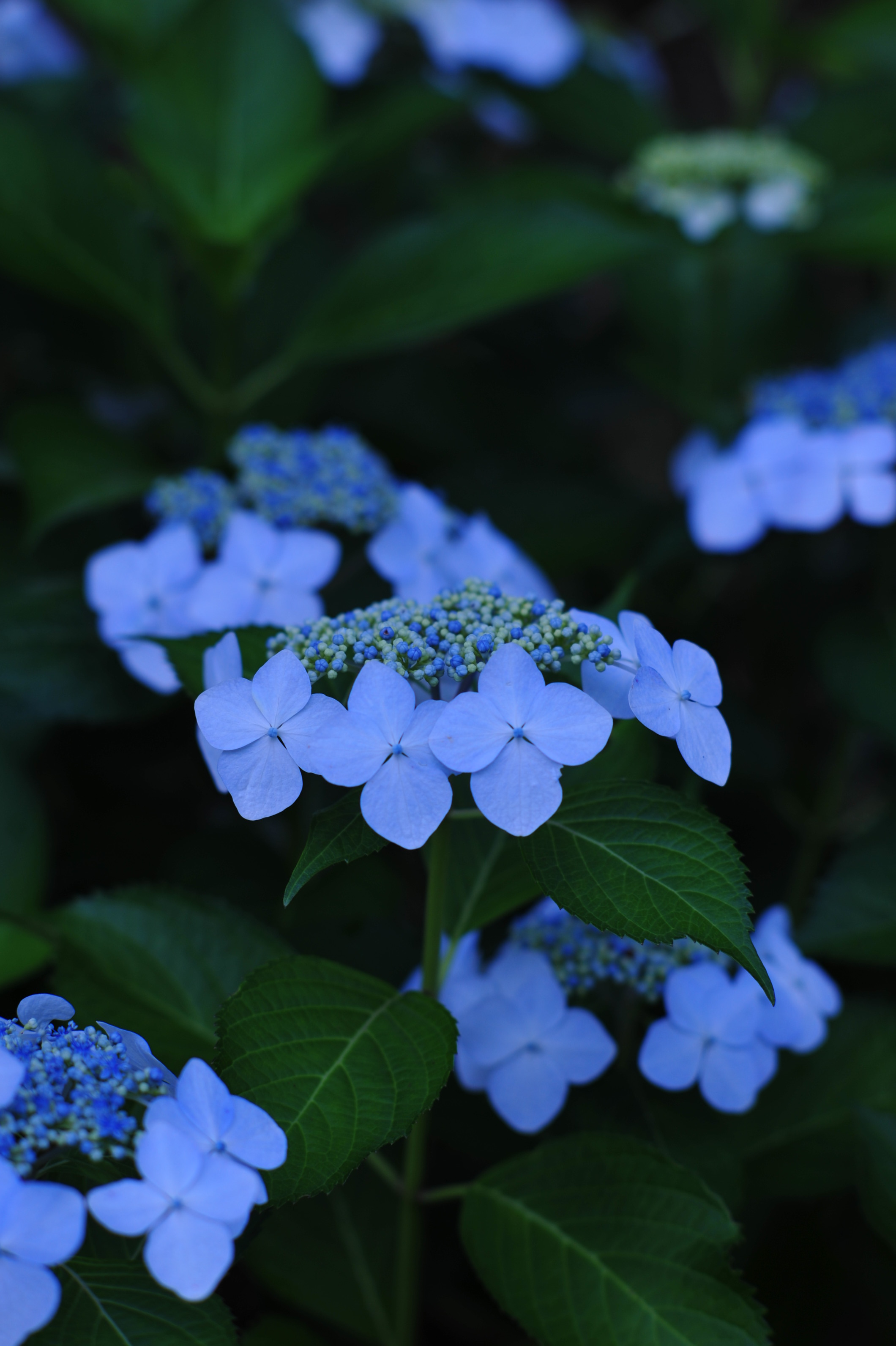 紫陽花を撮影した写真