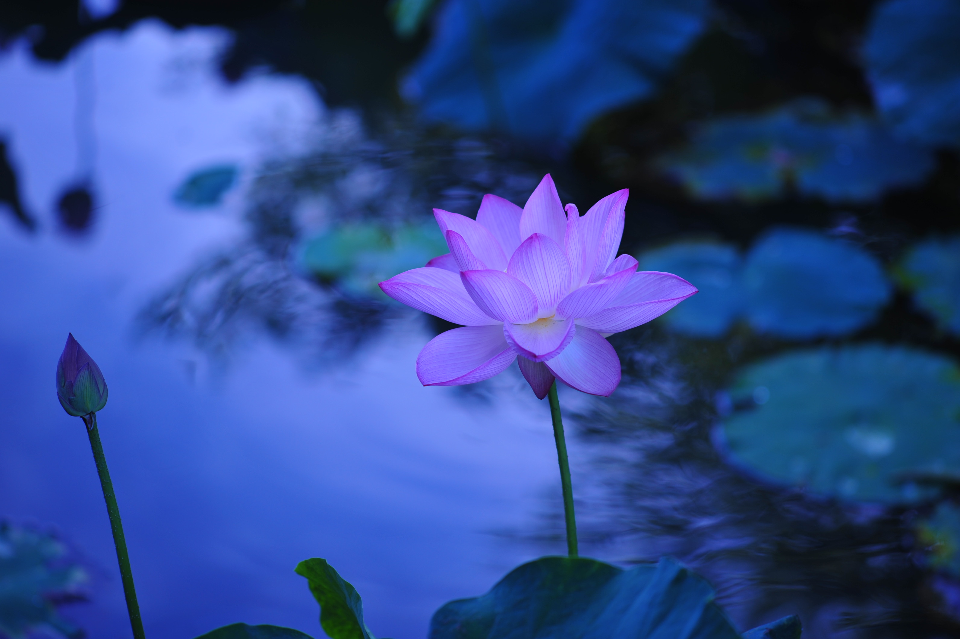 蓮を撮影した写真