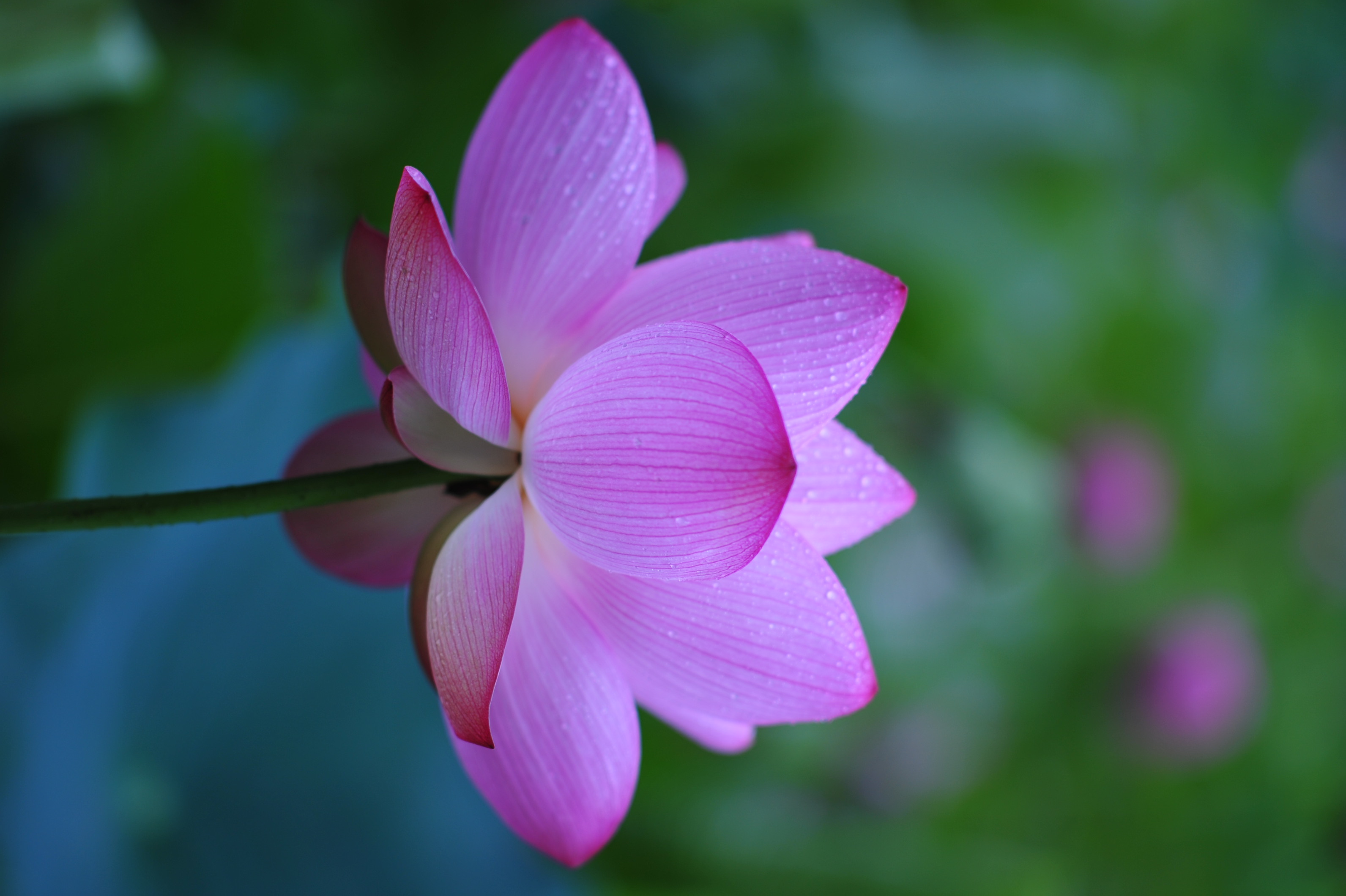 蓮を撮影した写真