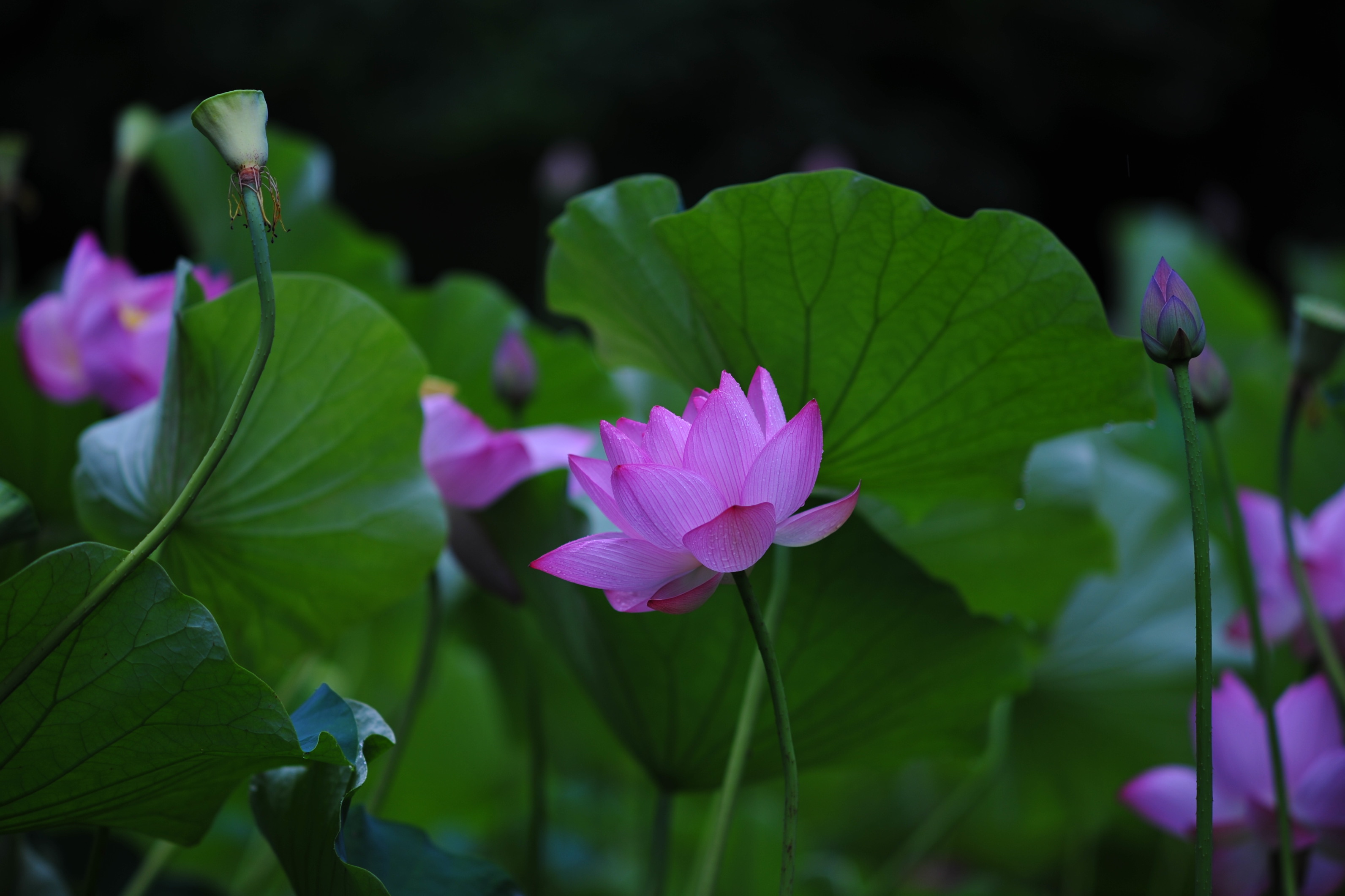 蓮を撮影した写真